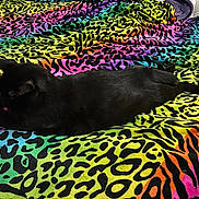 Teenie Cat is registered to the contest to win money with this photo: animal, bed, black_cat, blanket, cat, colorful, cozy, ears, feline, fur, indoor, leopard_print, pattern, paws, pet, rainbow, resting, textile, vibrant_colors, whiskers