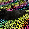 animal, bed, black_cat, blanket, cat, colorful, cozy, ears, feline, fur, indoor, leopard_print, pattern, paws, pet, rainbow, resting, textile, vibrant_colors, whiskers