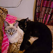 Sugar is registered to the contest to win money with this photo: bed, black_cat, blanket, cat, cats, cozy, cuddling, cute, eyes, fur, indoor, lynx_point, napping, patterned_curtain, paws, pet, pets, sofa, tabby_cat, whiskers