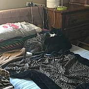 Sugar is registered to the contest to win money with this photo: cat, tabby_cat, tuxedo_cat, bed, blanket, pillow, dresser, lamp, nightstand, power_strip, cords, leopard_print, cozy, indoor, pet, feline, resting, cuddling, fabric, bedding