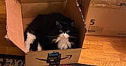 Diva joined the competition — help win amazing prizes! amazon_box, black_and_white_cat, box_lid, cardboard_box, cat, cozy, eyes, flooring, fluffy, handbag, hardwood_floor, household, indoors, moving_boxes, pattern_rug, pet, rug, sitting, staring, whiskers