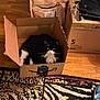 cat, black_and_white_cat, cardboard_box, amazon_box, rug, hardwood_floor, fluffy, whiskers, eyes, indoors, pet, cozy, sitting, staring, moving_boxes, handbag, pattern_rug, flooring, box_lid, household