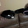 cat, cats, tuxedo_cat, black_cat, white_paws, sleeping, napping, couch, sofa, upholstery, living_room, pet, domestic_animal, whiskers, paw, cozy, resting, pair, home_interior, furniture