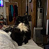 bed, blanket, cat, clothes_hanger, hanging_clothes, indoor, longhair, mirror, nightstand, pet, portrait, quilt, radiator, television, tuxedo_cat, wall_clock, water_heater, whiskers, white_bedding, wood_paneling