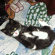 Diva is registered to the contest to win money with this photo: blanket, cat, closeup, cozy, cute, feline, fur, golden_eyes, indoor, kitten, kitten_face, laying, pattern, paws, pet, pink_nose, portrait, tuxedo_cat, whiskers, woven_textile