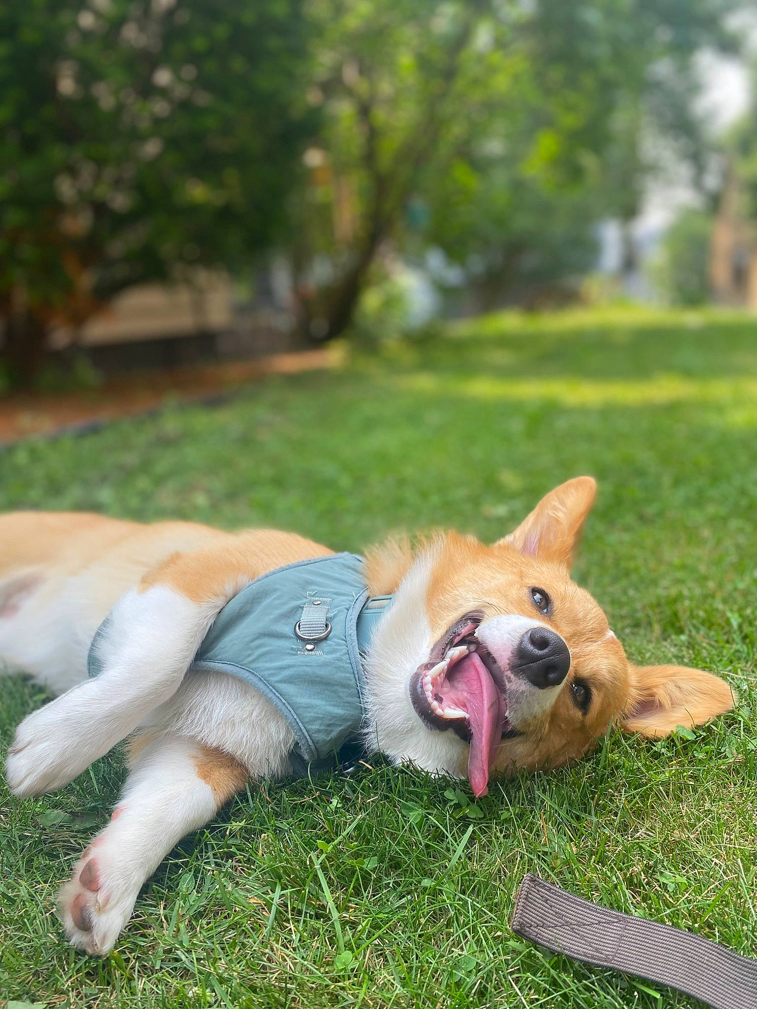 Diego joined the competition — help win amazing prizes! canidae, carnivore, companion_dog, dog, dog_breed, fawn, grass, happy, human_leg, lawn, leisure, plant, recreation, sitting, sporting_group, tail, toy, toy_dog, tree, whiskers
