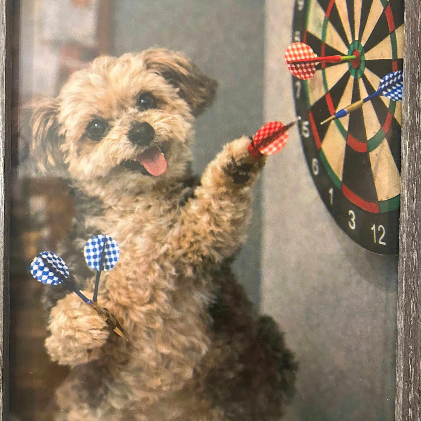 Charlie joined the competition — help win amazing prizes! dog, fluffy, dartboard, darts, happy, tongue_out, playful, pet, animal, indoor, game, target, brown, cute, fun, framed_photo, furry, small_dog, portrait, toy