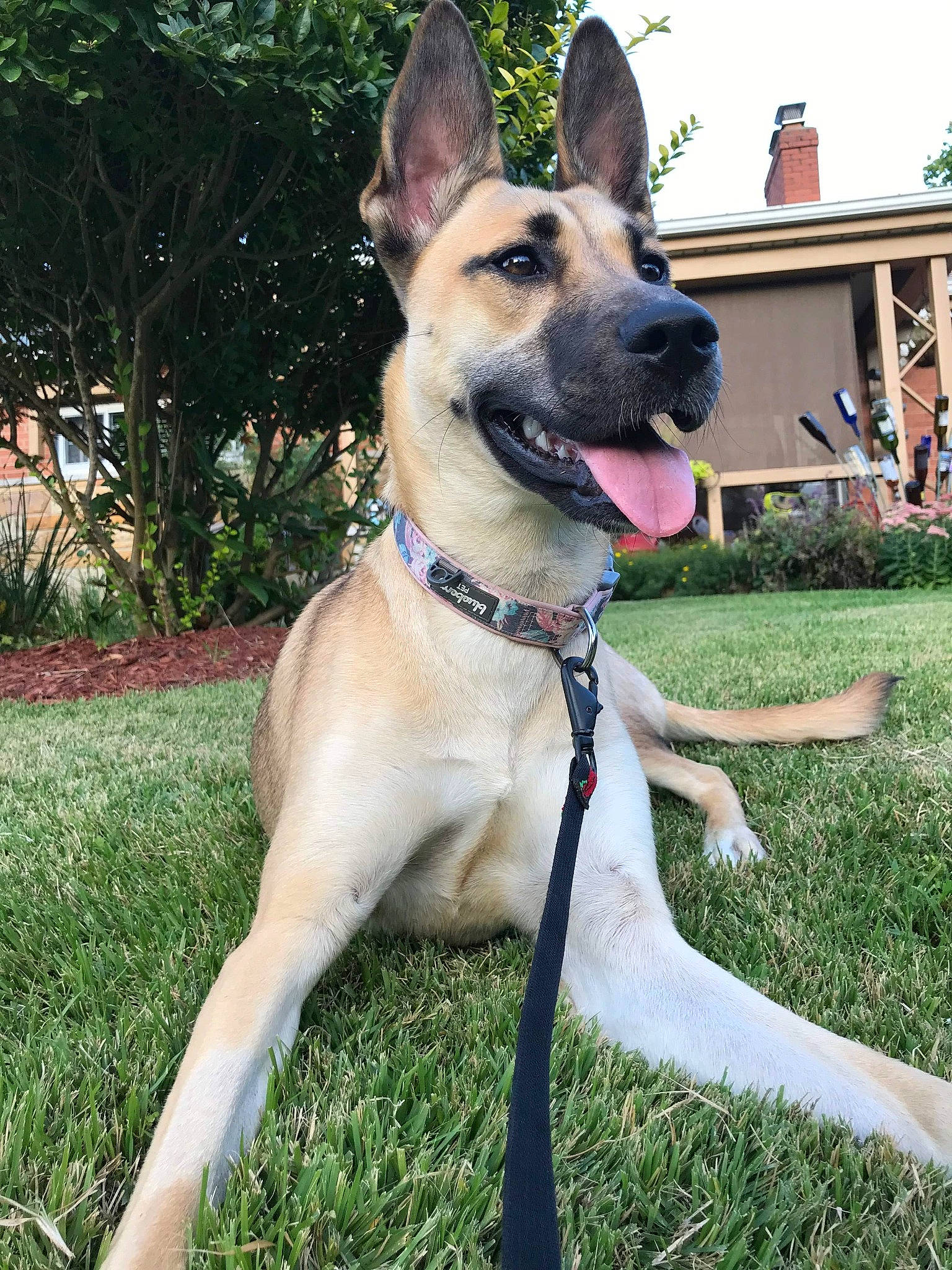 Rosie is registered to the contest to win money with this photo: canidae, carnivore, collar, companion_dog, dog, dog_breed, dog_collar, dog_supply, east_european_shepherd, fawn, german_shepherd_dog, grass, herding_dog, plant, sky, snout, sporting_group, tree, window, working_animal