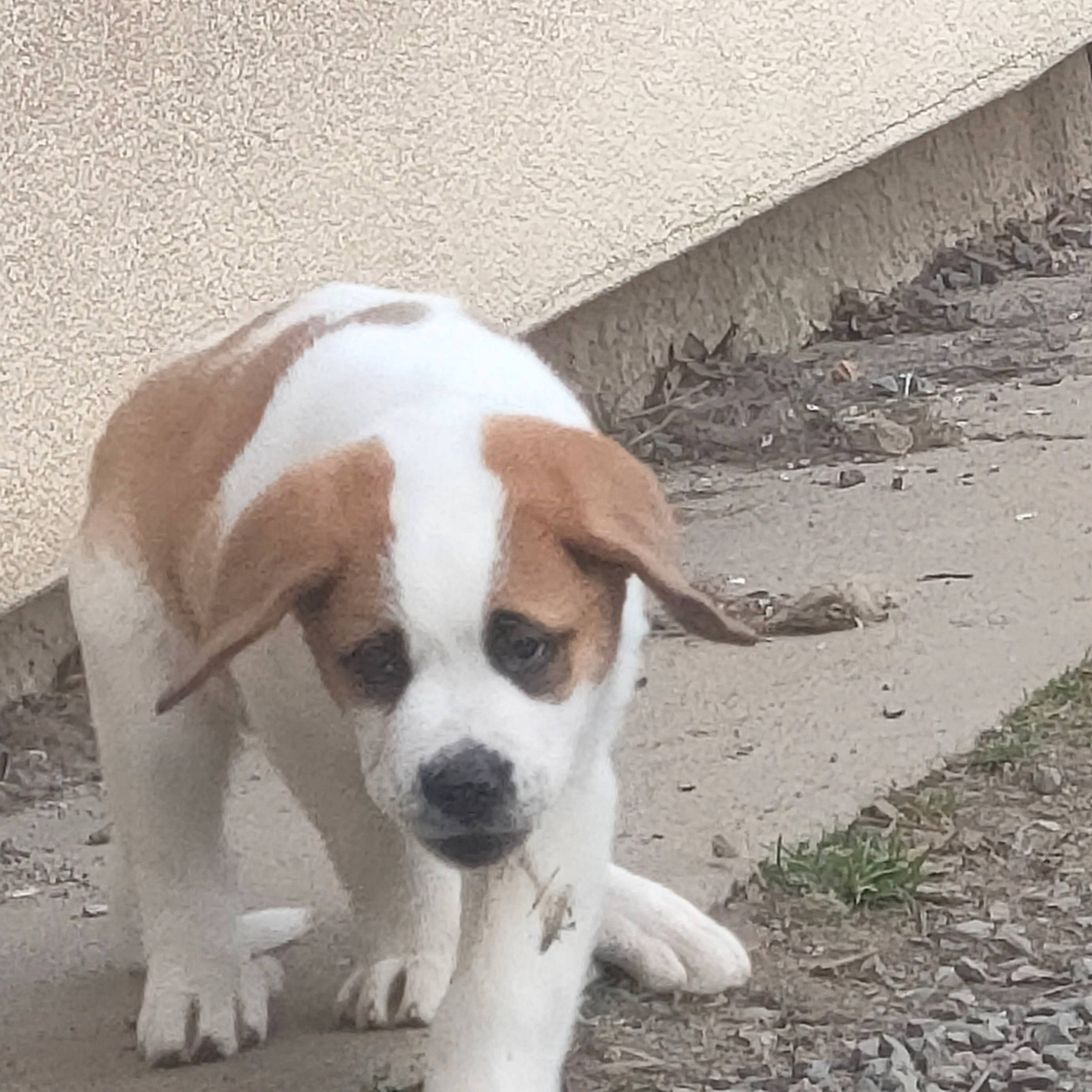 Mino participe au concours pour gagner de l'argent avec cette photo : canidae, carnivore, collar, companion_dog, dog, dog_breed, dog_collar, fawn, fur, non_sporting_group, paw, puppy, puppy_love, road_surface, snout, sporting_group, tail, terrestrial_animal, whiskers, working_animal