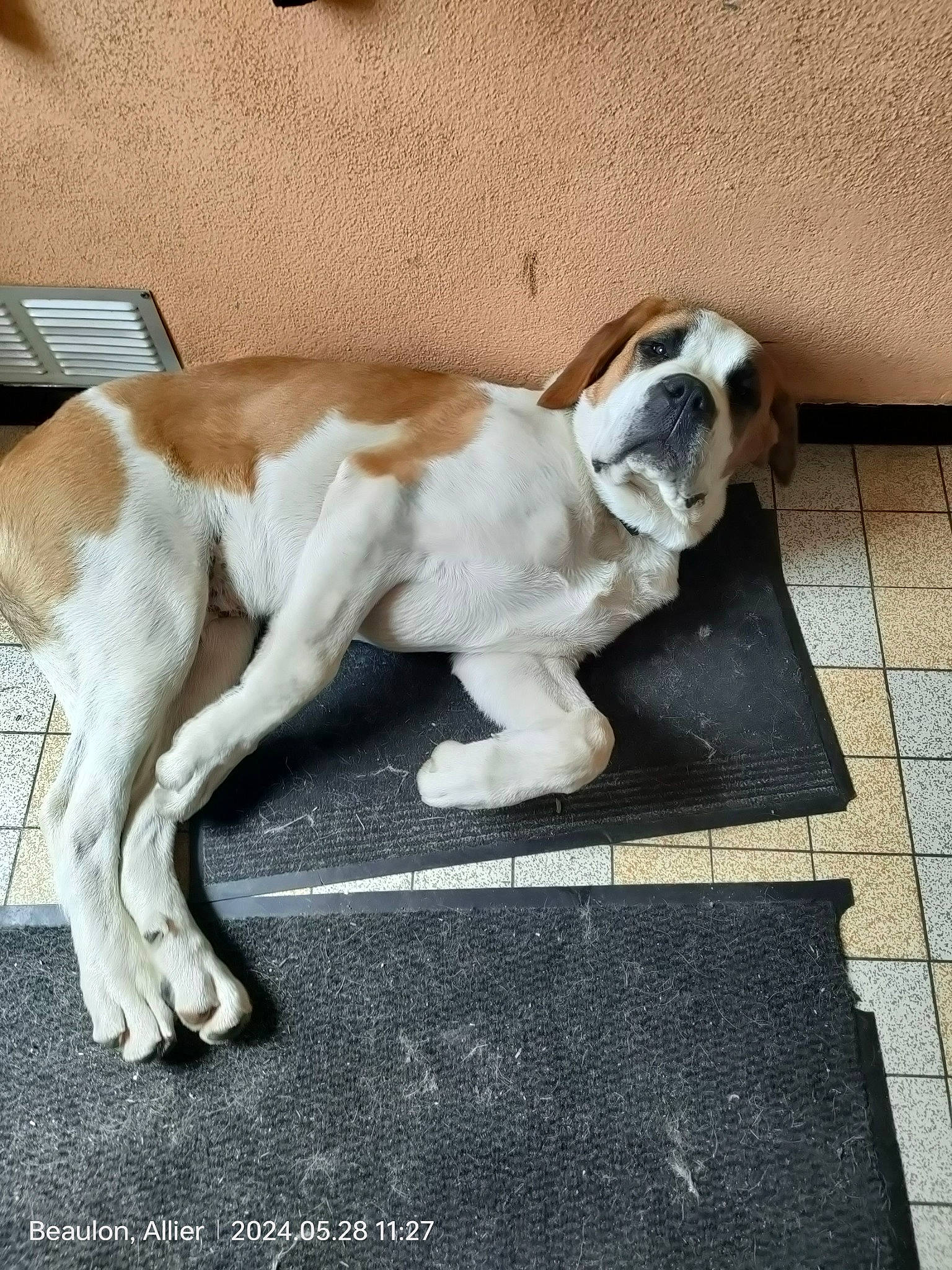 Mino participe au concours pour gagner de l'argent avec cette photo : canidae, carnivore, collar, companion_dog, dog, dog_breed, fawn, flooring, fur, hardwood, liver, non_sporting_group, paw, puppy, snout, sporting_group, tail, terrestrial_animal, wood, working_animal