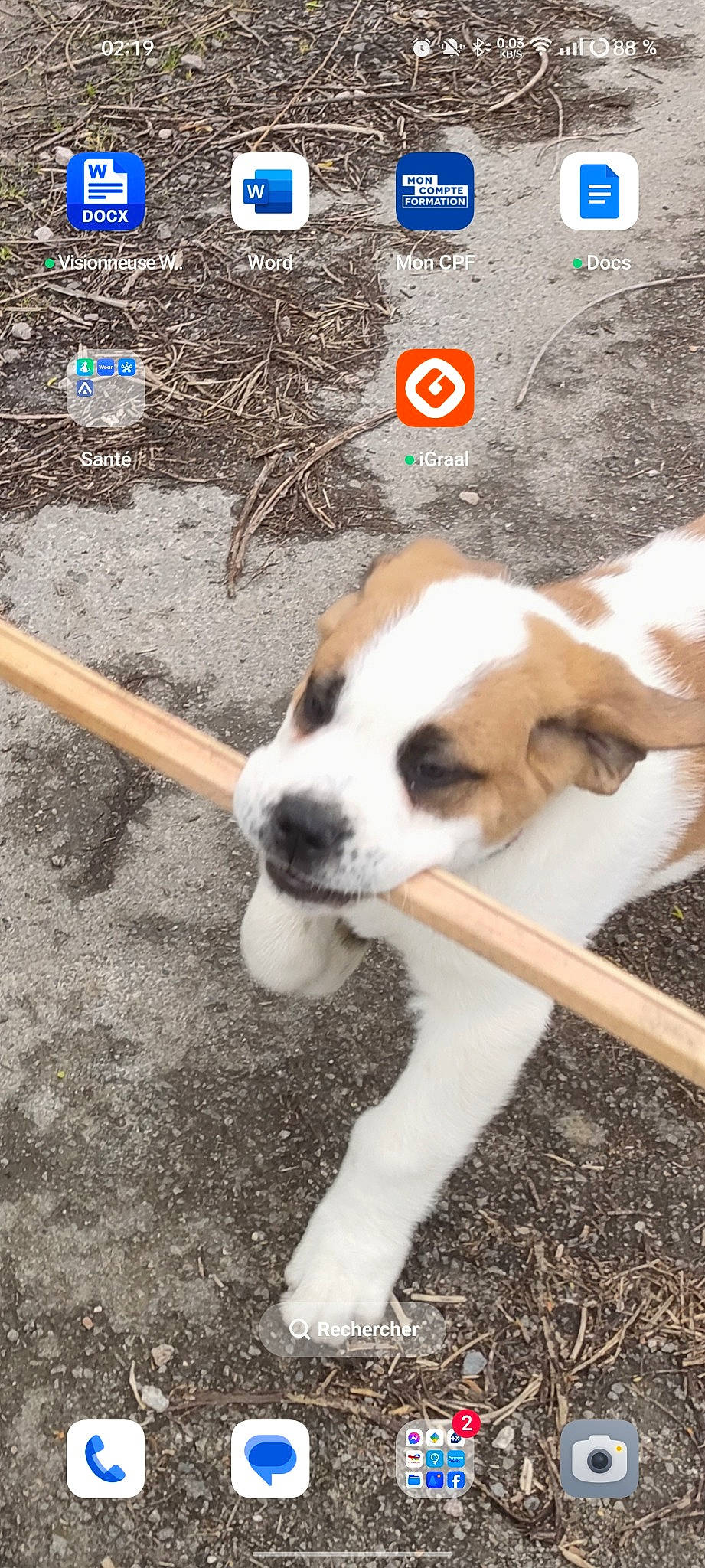 Mino a rejoint le concours — aidez-le/la à gagner de superbes lots ! asphalt, canidae, carnivore, companion_dog, dog, dog_breed, dog_supply, door, fur, non_sporting_group, paw, road_surface, soil, tail, terrestrial_animal, whiskers, working_animal, working_dog