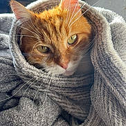 Garfield participe au concours pour gagner de l'argent avec cette photo : abyssinian, animal, bathtowel, blanket, cat, kitten, manx, pet, quilt, towel