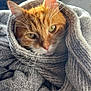 abyssinian, animal, bathtowel, blanket, cat, kitten, manx, pet, quilt, towel