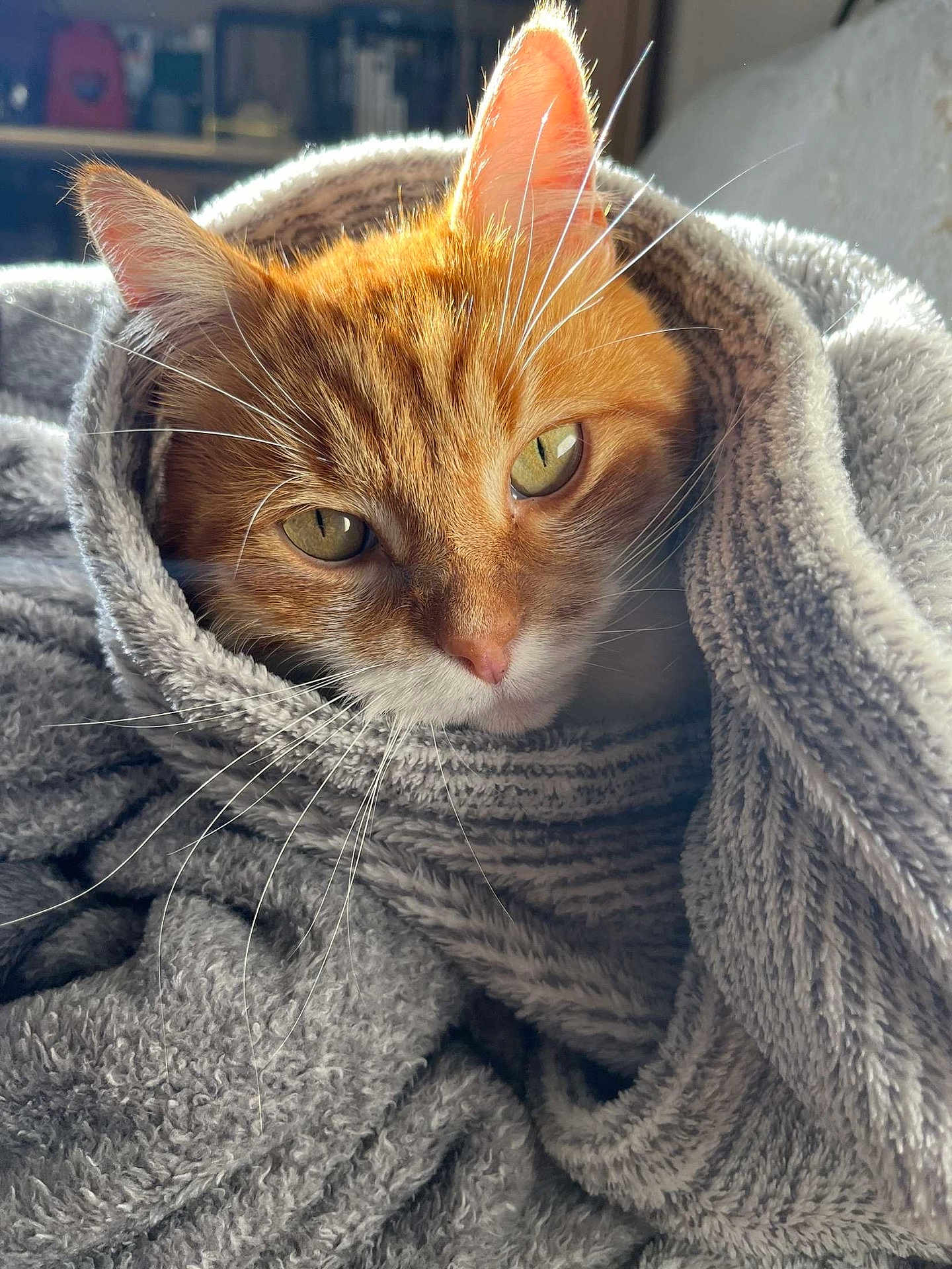 Garfield participe au concours pour gagner de l'argent avec cette photo : abyssinian, animal, bathtowel, blanket, cat, kitten, manx, pet, quilt, towel
