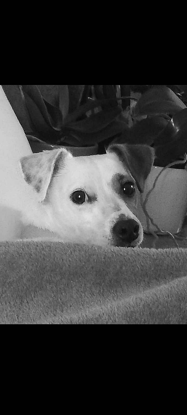 Jiji a rejoint le concours — aidez-le/la à gagner de superbes lots ! black_and_white, carnivore, collar, companion_dog, dog, dog_breed, ear, eye, monochrome, monochrome_photography, non_sporting_group, snout, sporting_group, still_life_photography, stock_photography, street_dog, style, terrestrial_animal, whiskers, working_animal