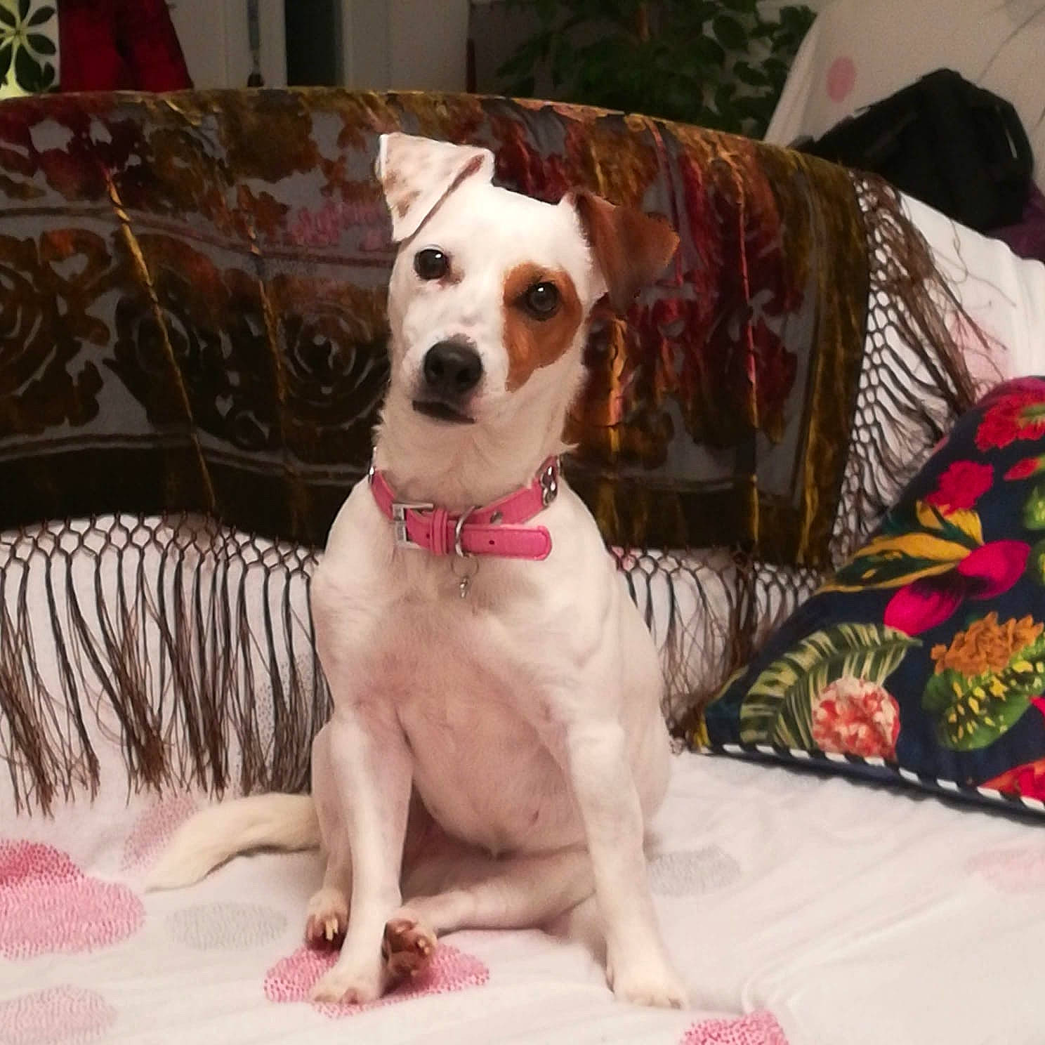 Jiji a rejoint le concours — aidez-le/la à gagner de superbes lots ! canidae, carnivore, collar, comfort, companion_dog, couch, dog, dog_breed, dog_collar, dog_supply, fawn, linens, pet_supply, pillow, plant, snout, sporting_group, throw_pillow, whiskers, working_animal