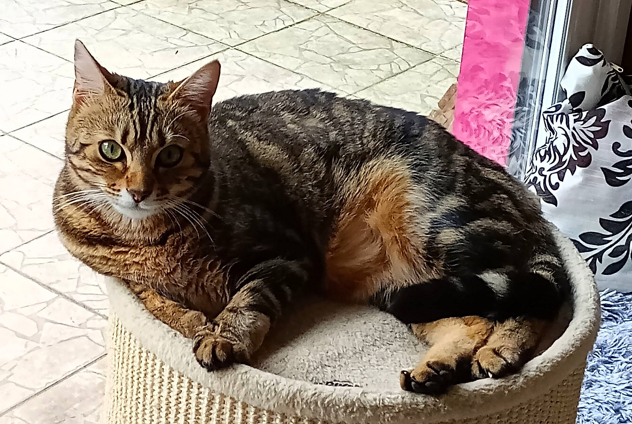 Umi a rejoint le concours — aidez-le/la à gagner de superbes lots ! carnivore, cat, claw, comfort, domestic_short_haired_cat, felidae, foot, fur, grass, paw, sitting, small_to_medium_sized_cats, snout, tail, terrestrial_animal, tree, whiskers, wildlife