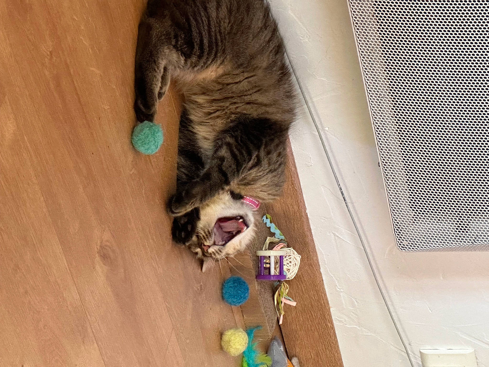 Teitey a rejoint le concours — aidez-le/la à gagner de superbes lots ! carnivore, cat, domestic_short_haired_cat, fawn, felidae, flooring, fur, hardwood, natural_material, small_to_medium_sized_cats, snout, sporting_group, tail, whiskers, wood, wood_stain