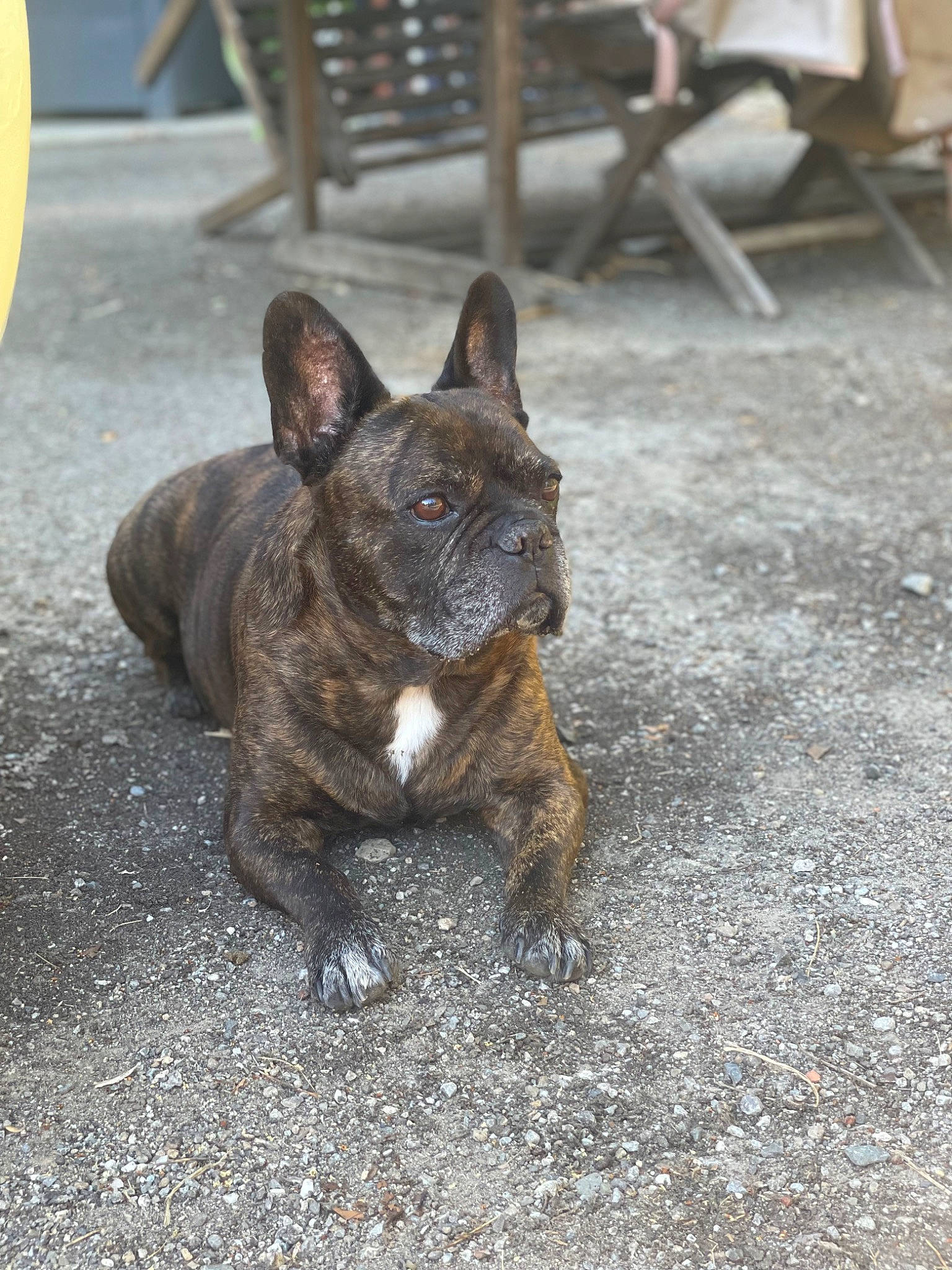 Garry a rejoint le concours — aidez-le/la à gagner de superbes lots ! bulldog, canidae, carnivore, chair, collar, companion_dog, dog, dog_breed, dog_collar, fawn, french_bulldog, fur, liver, snout, sporting_group, terrestrial_animal, whiskers, working_animal, working_dog, wrinkle