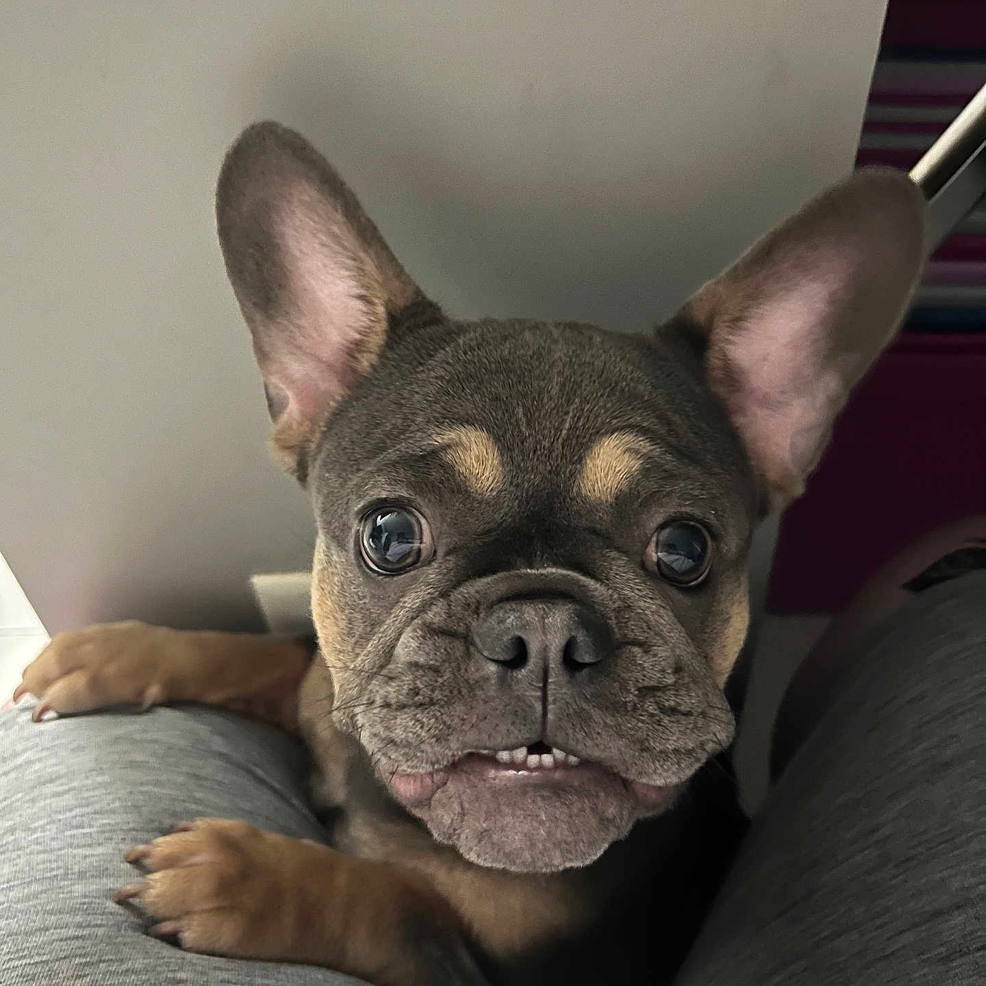 Rosie is registered to the contest to win money with this photo: animal, black, brown, close_up, curious, cute, dog, ears, eyes, face, french_bulldog, grey_pants, indoor, legs, mouth, nose, paws, pet, pet_owner, puppy