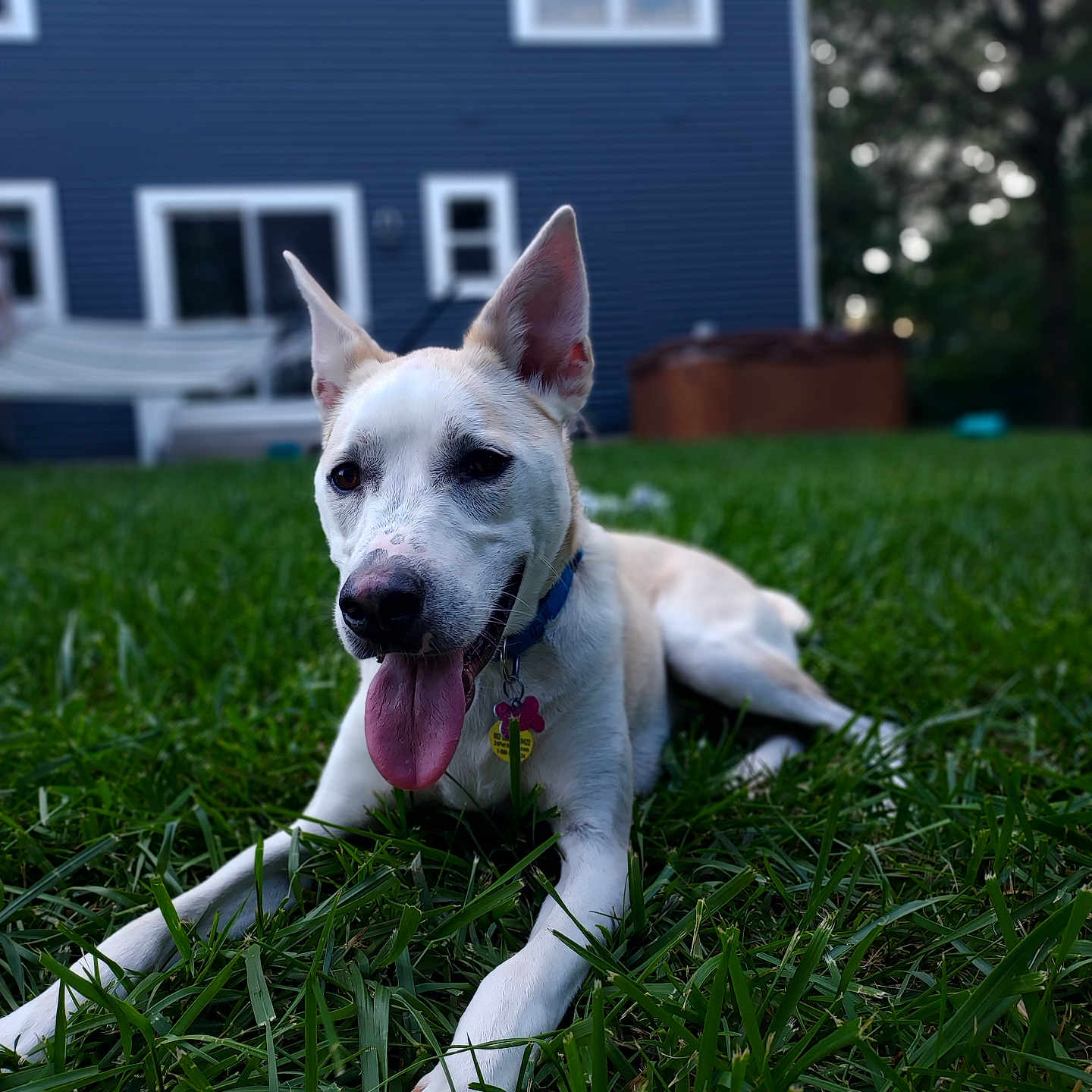 Radar is registered to the contest to win money with this photo: accessories, animal, architecture, building, canine, dog, field, grass, grassland, hound, husky, lawn, nature, outdoors, pet, plant, puppy, strap, whitedog, yard