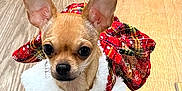 Josie joined the competition — help win amazing prizes! dog, chihuahua, pet, holiday_costume, festive_bow, small_dog, big_ears, wide_eyes, hardwood_floor, area_rug, standing, fur, cute, portrait, looking_at_camera, indoors, paws, outfit,  Christmas_style, adorable