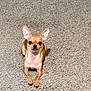 Josie is registered to the contest to win money with this photo: dog, chihuahua, pet, carpet, sitting, ears, eyes, paws, indoor, home, tan, small_dog, portrait, looking_at_camera, cute, fur, closeup, floor, animal, domestic