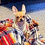 dog, chihuahua, blanket, sweater, carpet, ears, eyes, pet, indoor, cozy, plaid, pattern, textile, portrait, sitting, looking_at_camera, small_dog, short_hair, domestic_animal, cute