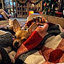 chihuahua, dog, blanket, cozy, plaid_blanket, living_room, christmas_tree, television, couch, pet, ears, eyes, nose, snuggling, holiday_decor, warm, furniture, carpet, relaxed, bokeh