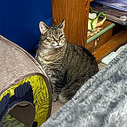 Chloe joined the competition — help win amazing prizes! cat, tabby, pet, indoor, sitting, whiskers, ears, fur, play_tunnel, blanket, shelf, wood_furniture, carpet, cozy, toy, clutter, portrait, household_item, resting, stare