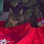 Chloe joined the competition — help win amazing prizes! cat, tabby_cat, pet, christmas_tree, tree_skirt, red_fabric, fur, whiskers, ears, potted_tree, indoor, cozy, sleepy, relaxed, close_up, carpet, shadow, dim_lighting, holiday, snowflake