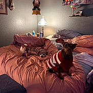 Bella is registered to the contest to win money with this photo: dog, chihuahua, puppy, bed, blanket, comforter, sweater, pet, pets, cozy, lamp, pillow, bedroom, wall_art, shelf, nightstand, interior, portrait, cute, small_dog