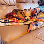 dog, chihuahua, blanket, couch, leather_couch, cozy, pet, heart_stickers, small_dog, resting, plaid_blanket, throw_blanket, living_room, indoor, fur, sleepy, cute, closeup, home, upholstery