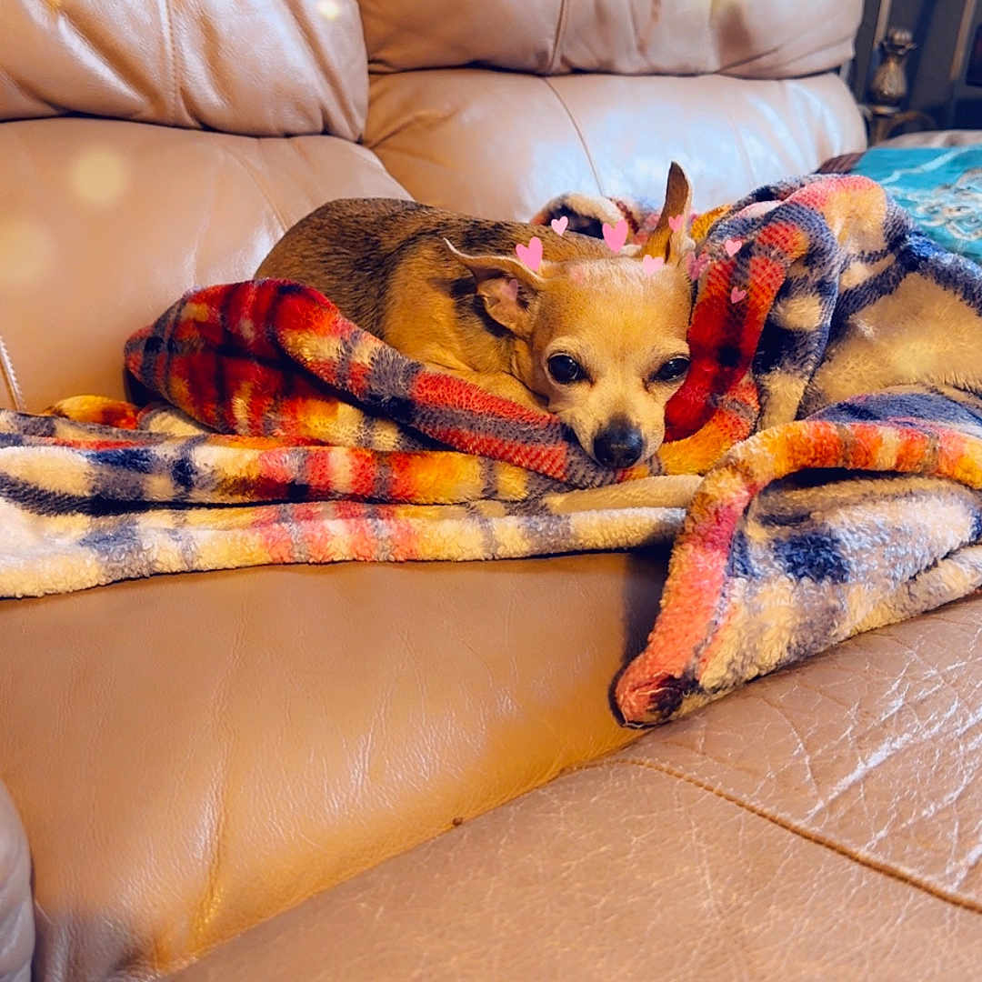 Bella joined the competition — help win amazing prizes! blanket, chihuahua, closeup, couch, cozy, cute, dog, fur, heart_stickers, home, indoor, leather_couch, living_room, pet, plaid_blanket, resting, sleepy, small_dog, throw_blanket, upholstery