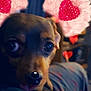 Harlee joined the competition — help win amazing prizes! dog, pet, close_up, cute, large_eyes, blurry, heart_overlay, pink_ears_filter, nose_sticker, indoor, bokeh, soft_lighting, portrait, cuddly, tongue, sofa, blanket, brown_coat, evening, playful
