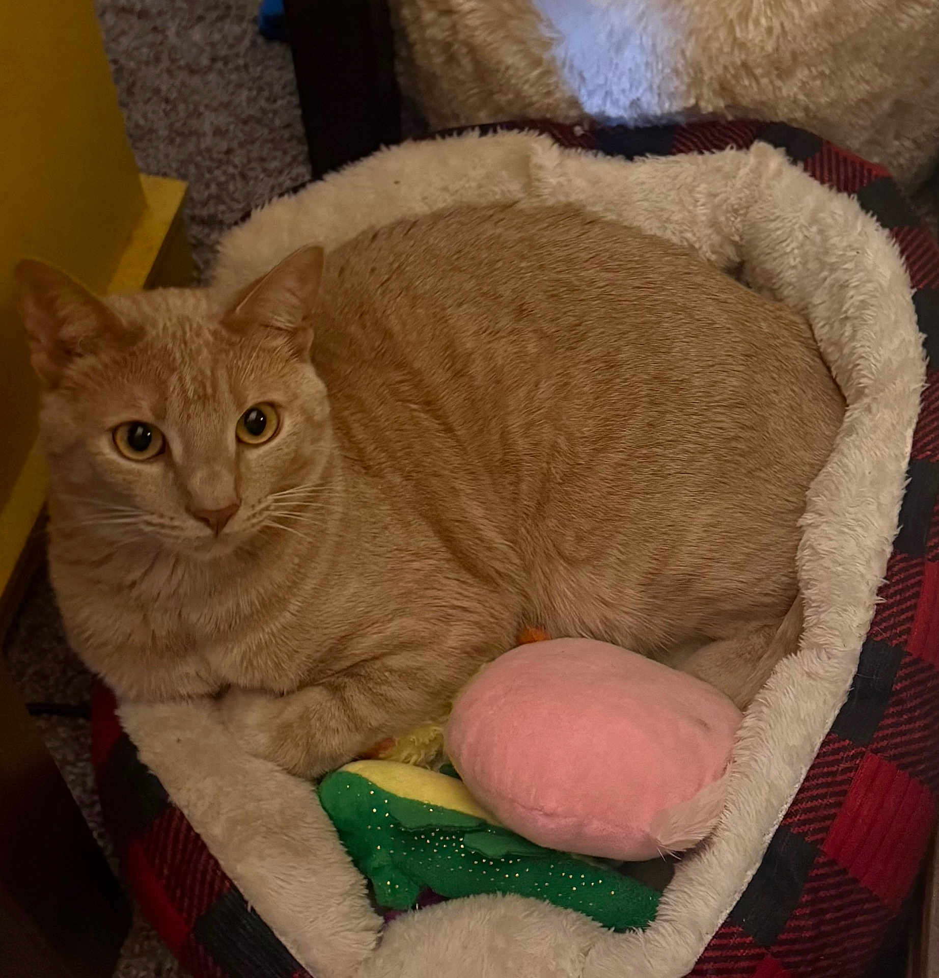 Milo is registered to the contest to win money with this photo: cat, pet, orange_cat, feline, cat_bed, plush_toy, pink_pillow, cozy, indoor, whiskers, big_eyes, curled_up, fur, looking_at_camera, plaid_pattern, carpet, furniture, sleepy, soft_texture, relaxed