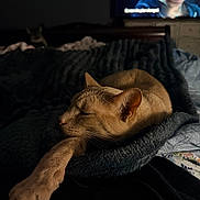 Milo is registered to the contest to win money with this photo: cat, sleeping_cat, cat_face, paw, bed, blanket, cozy, fur, whiskers, indoor, low_light, television, tv_screen, human_face, background_cat, bedroom, wooden_headboard, soft_lighting, closeup, nighttime