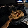 cat, sleeping_cat, cat_face, paw, bed, blanket, cozy, fur, whiskers, indoor, low_light, television, tv_screen, human_face, background_cat, bedroom, wooden_headboard, soft_lighting, closeup, nighttime