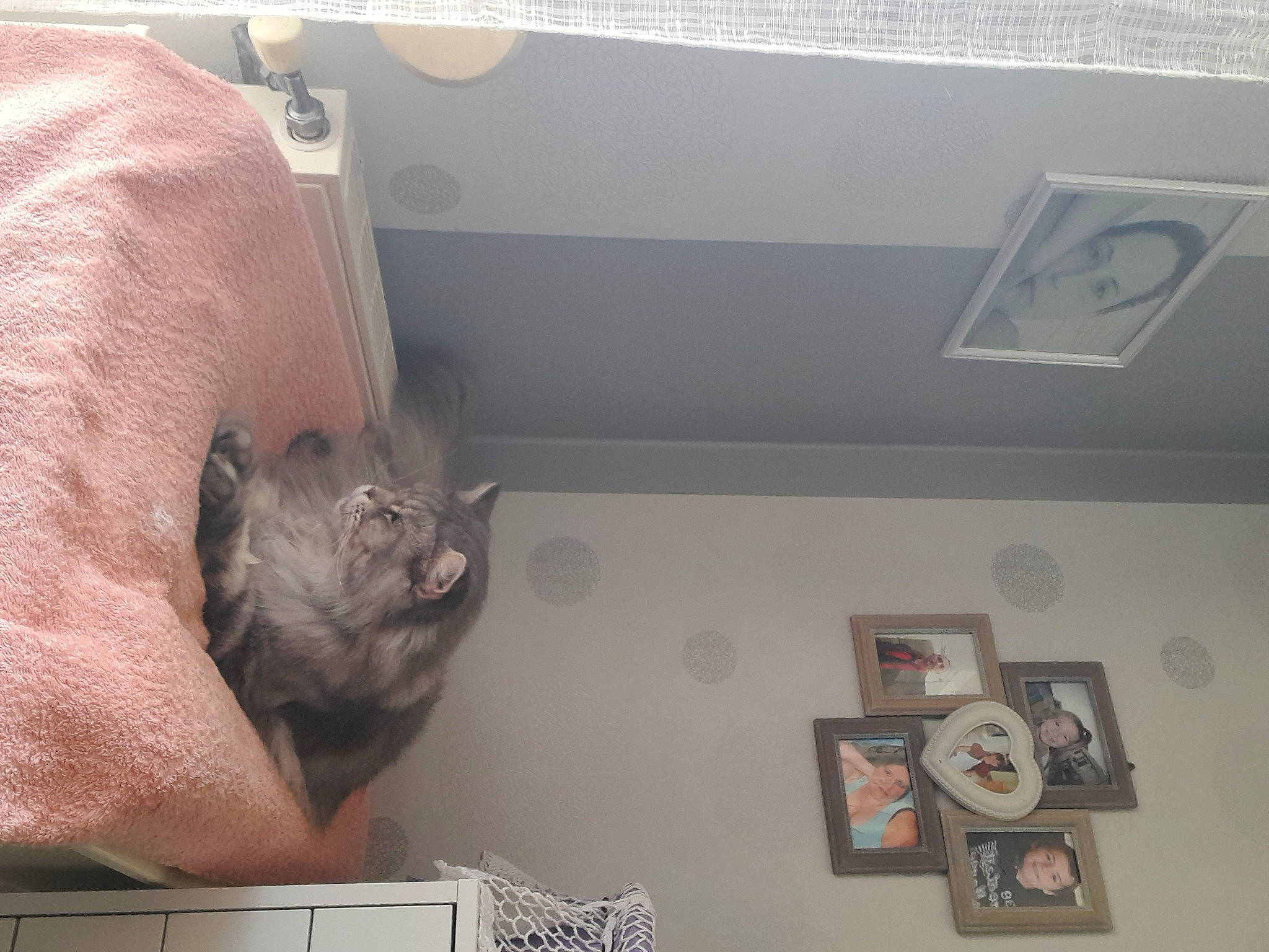 Lyloo participe au concours pour gagner de l'argent avec cette photo : box, canidae, carnivore, cat, ceiling, comfort, domestic_short_haired_cat, fawn, felidae, flooring, fur, hardwood, picture_frame, room, shelf, small_to_medium_sized_cats, sporting_group, tail, whiskers, wood