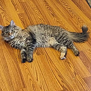 Mocha joined the competition — help win amazing prizes! animal, background, cat, curious, cute, domestic, eyes, feline, fluffy, fur, indoor, laying, lounging, paws, pet, relaxed, tabby, tail, whiskers, wooden_floor