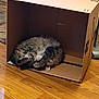 Mocha joined the competition — help win amazing prizes! animal, box, cardboard_box, cat, comfortable, cozy, curled_up, cute, domestic_animal, feline, fur, home, indoor, pet, quiet, relaxed, resting, sleeping, tabby_cat, wooden_floor