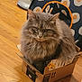 animal, background, box, cardboard_box, cat, closeup, cute, domestic_animal, eyes, feline, fluffy_cat, fur, gray_cat, household, indoor, looking, pet, resting, whiskers, wooden_floor
