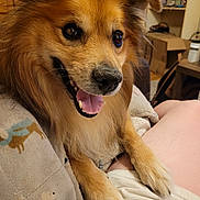 Chewy is registered to the contest to win money with this photo: dog, pet, smiling, happy, fur, paws, lap, blanket, indoor, home, cozy, furniture, shelf, box, brown, animal, friendly, tongue, canine, companionship