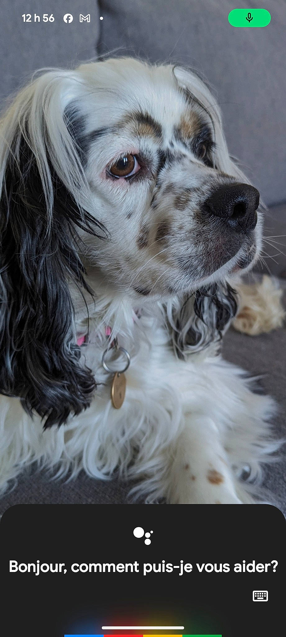 Becky is registered to the contest to win money with this photo: canidae, carnivore, companion_dog, dog, dog_breed, dog_collar, ear, fur, gun_dog, liver, non_sporting_group, photography, snout, spaniel, sporting_group, toy_dog, whiskers