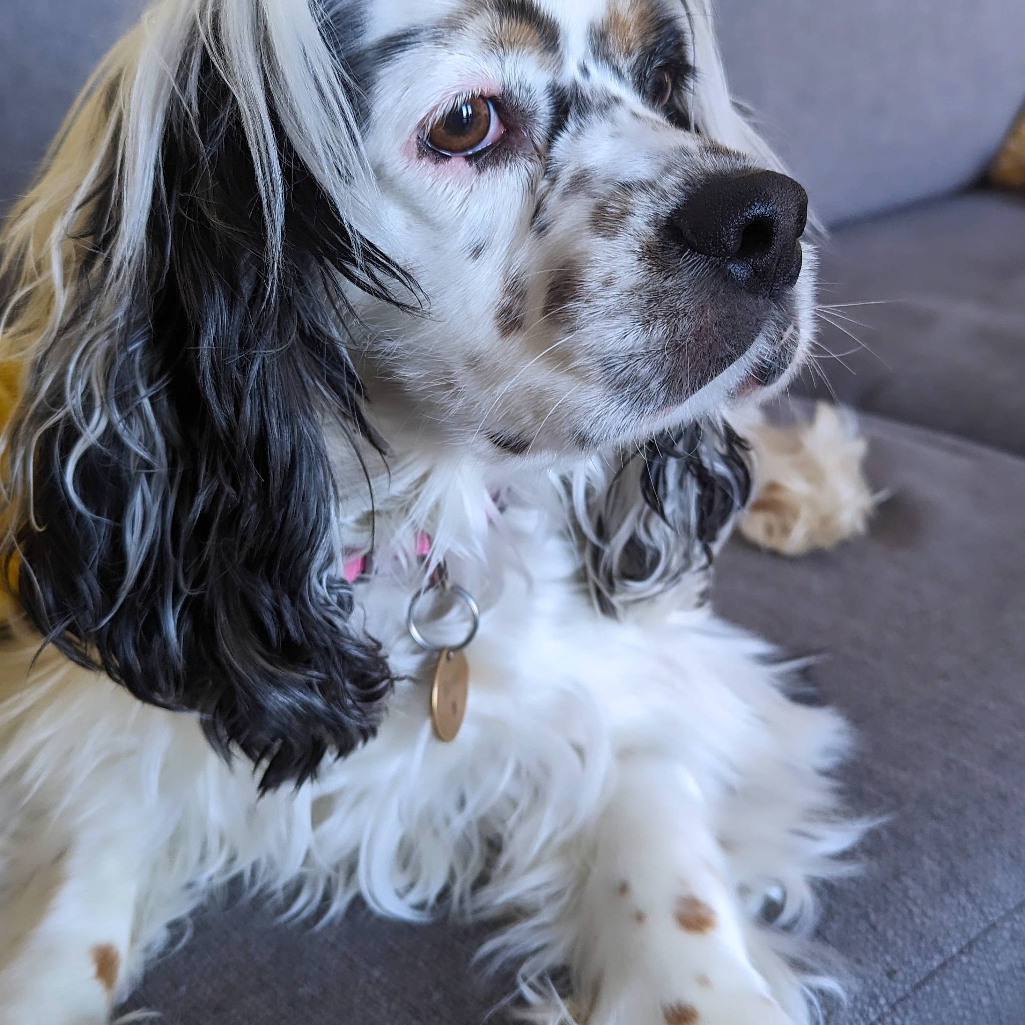Becky is registered to the contest to win money with this photo: canidae, carnivore, companion_dog, couch, dog, dog_breed, dog_collar, dog_supply, event, eyewear, fur, non_sporting_group, photography, pillow, snout, spaniel, sporting_group, toy_dog, whiskers, working_animal