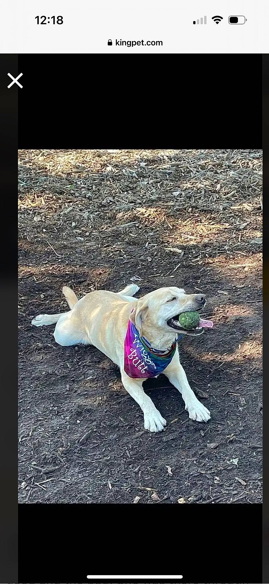 Luna joined the competition — help win amazing prizes! asphalt, carnivore, collar, companion_dog, dog, dog_breed, dog_clothes, dog_collar, dog_supply, electric_blue, fawn, grass, leash, pet_supply, road_surface, snout, sporting_group, tail, tints_and_shades, working_animal