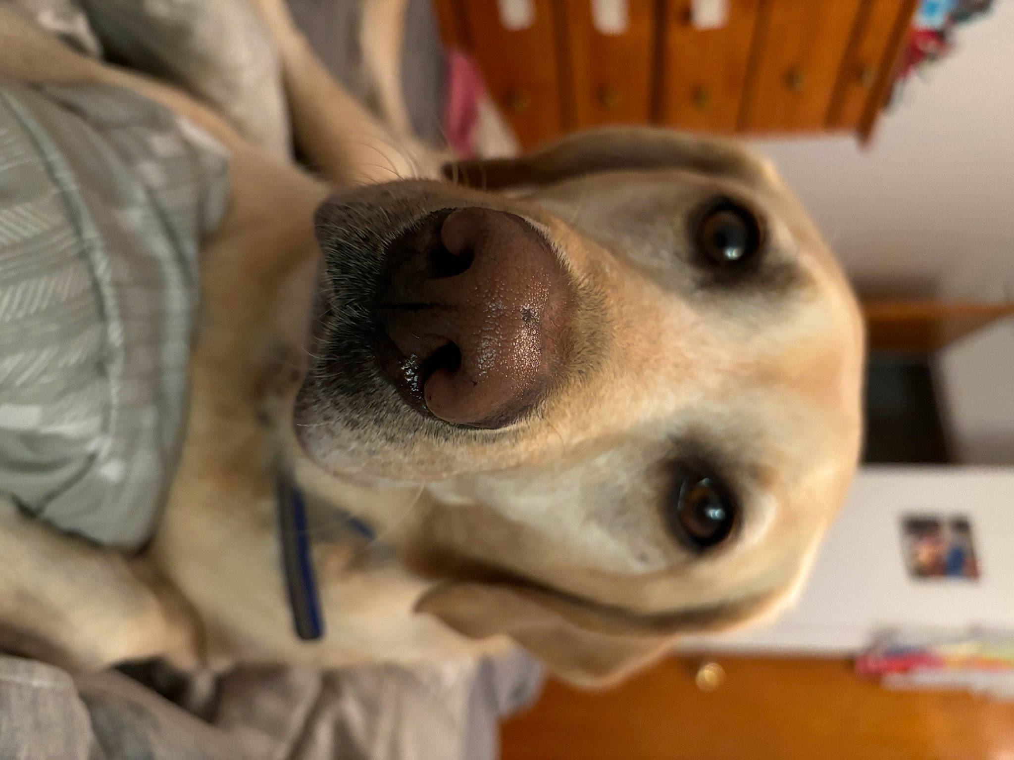 Luna is registered to the contest to win money with this photo: canidae, carnivore, collar, companion_dog, dog, dog_breed, dog_collar, dog_supply, ear, eye, fawn, fur, jaw, pet_supply, selfie, snout, sporting_group, whiskers, wood, working_animal