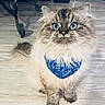 adorable, animal, blue_bandana, cat, cute, domestic_animal, ears, feline, fluffy, fur, household, indoor, looking_up, pet, portrait, sitting, tail, whiskers, wide_eyes, wooden_floor