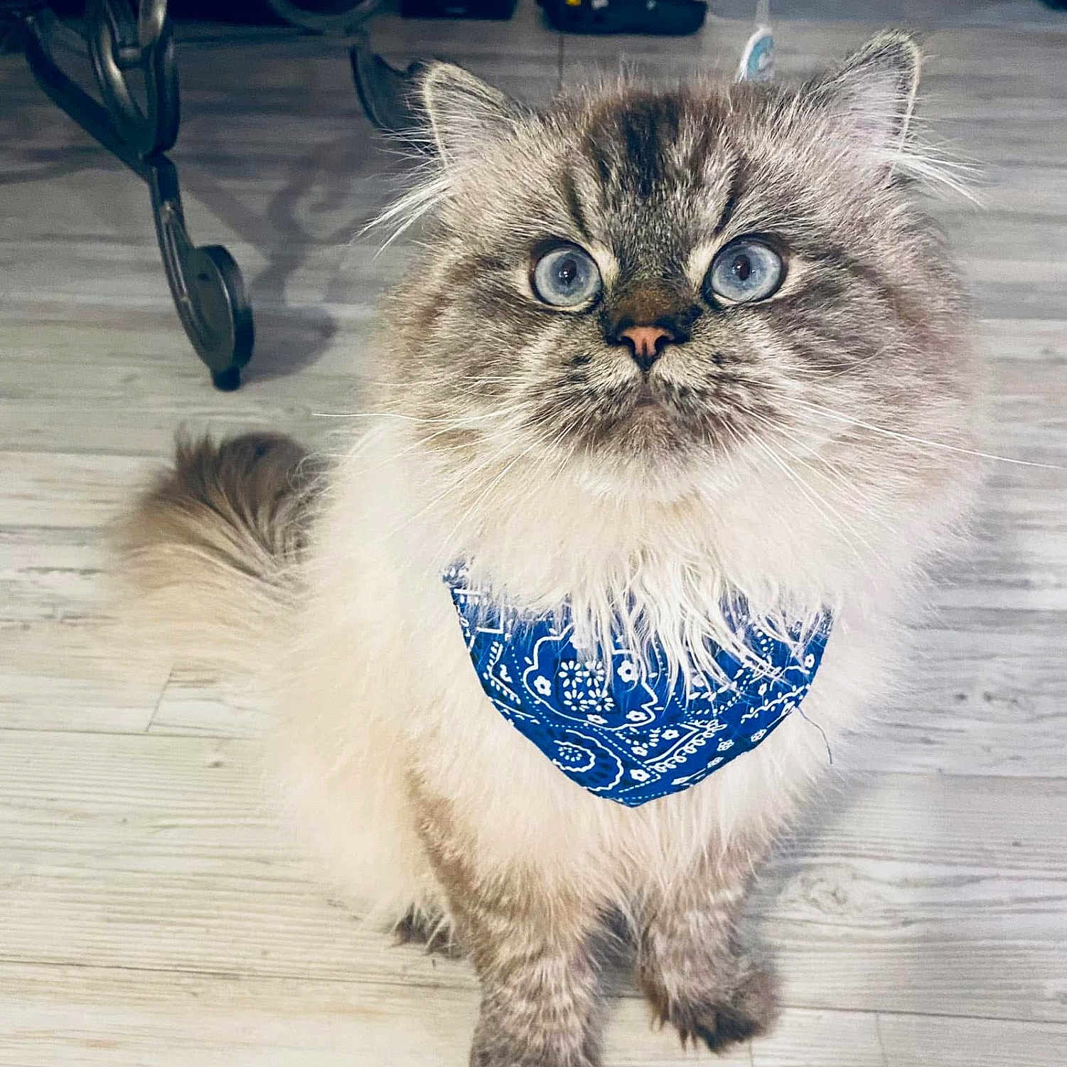 Sir Fluffington