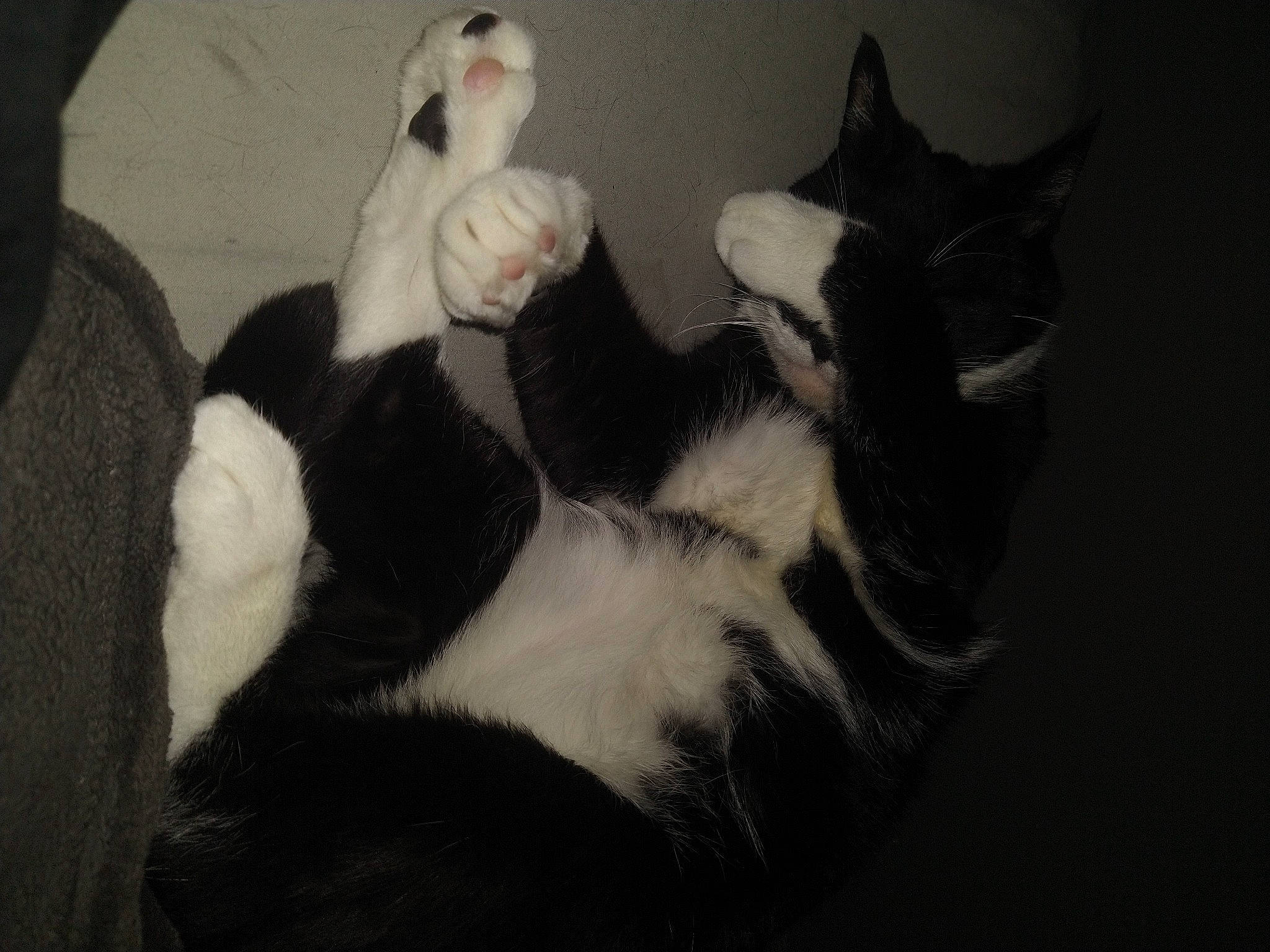 Thor is registered to the contest to win money with this photo: carnivore, cat, claw, comfort, darkness, dog_breed, domestic_short_haired_cat, ear, felidae, foot, formal_wear, fur, gesture, lap, leg, paw, small_to_medium_sized_cats, snout, tail, whiskers